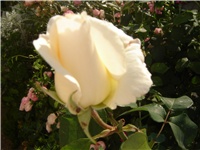 c345f522-Picture 006.jpg